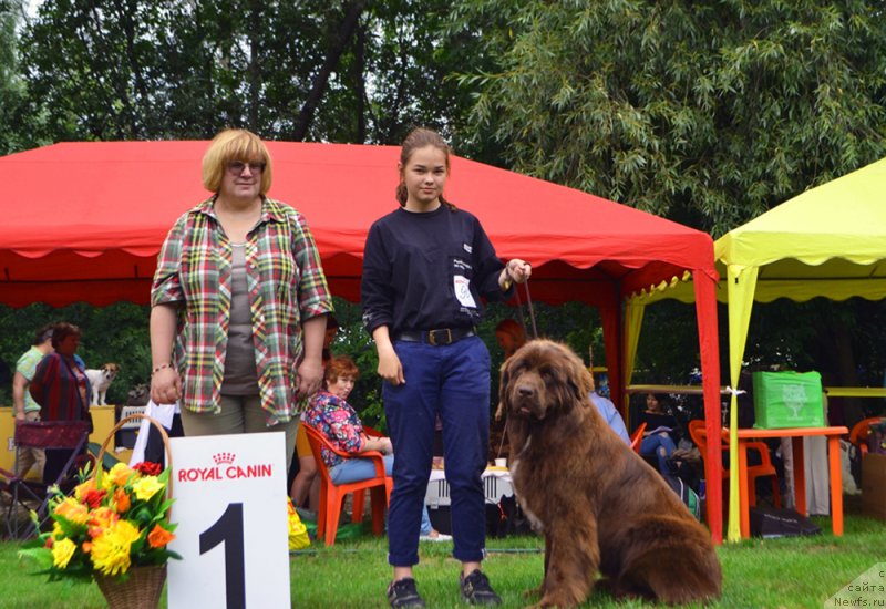 Фото: ньюфаундленд Браунблад МСК Ауди Рэд Лэсс (Brownblood MSK Audi Red Less)