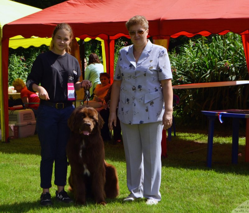 Фото: ньюфаундленд Браунблад МСК Ауди Рэд Лэсс (Brownblood MSK Audi Red Less)