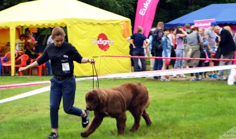 Фото: ньюфаундленд Браунблад МСК Ауди Рэд Лэсс (Brownblood MSK Audi Red Less)