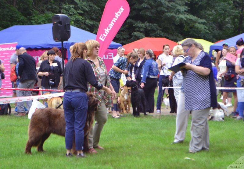 Фото: ньюфаундленд Браунблад МСК Ауди Рэд Лэсс (Brownblood MSK Audi Red Less)