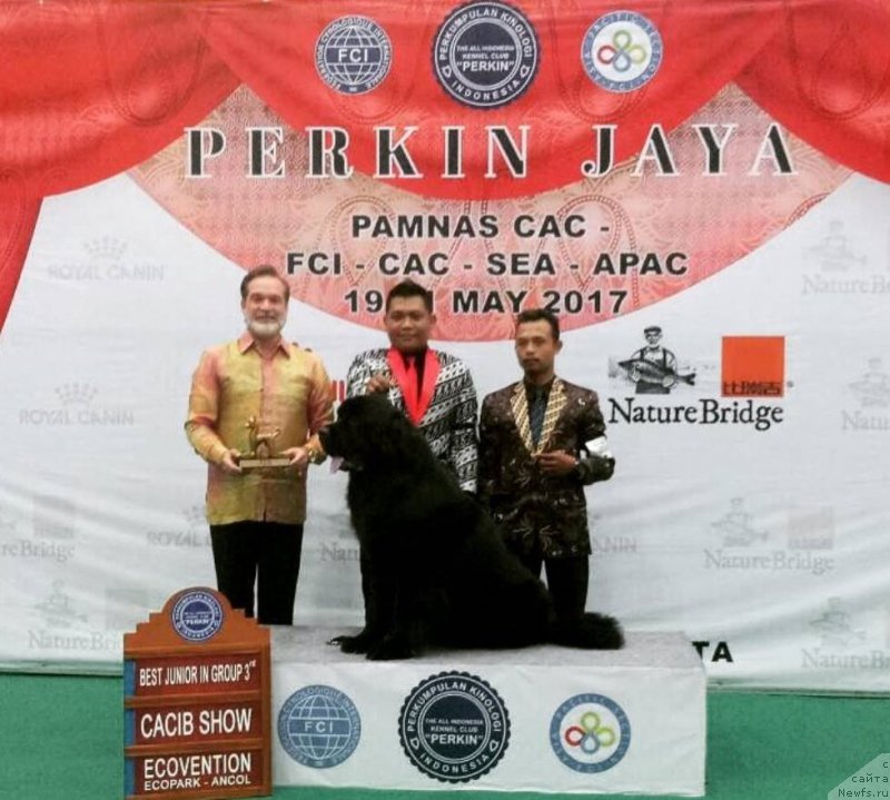 Фото: ньюфаундленд Терра Виктория Булава Богатыря