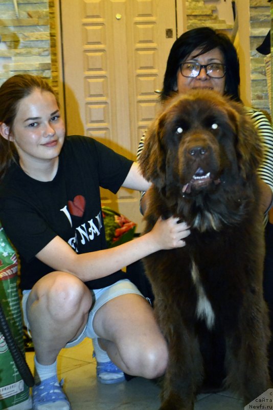 Фото: ньюфаундленд Браунблад МСК Ауди Рэд Лэсс (Brownblood MSK Audi Red Less)