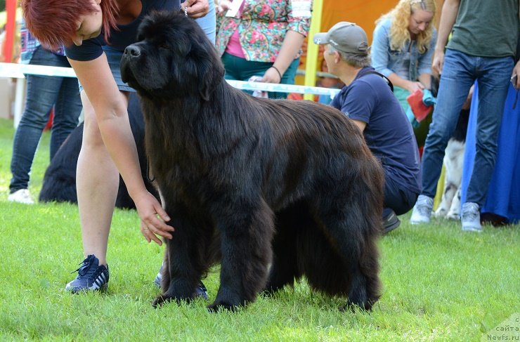 Фото: ньюфаундленд Терра Виктория Богемная Львица