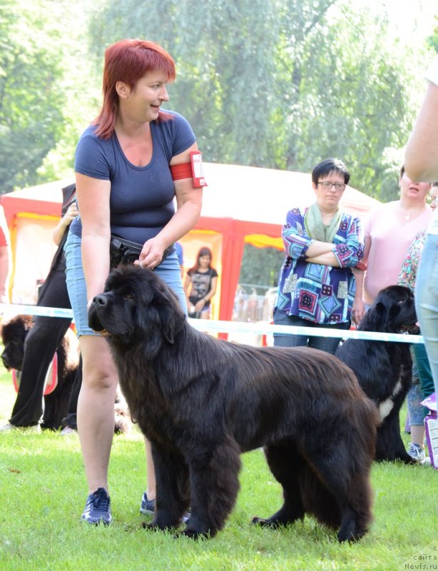 Фото: ньюфаундленд Терра Виктория Богемная Львица