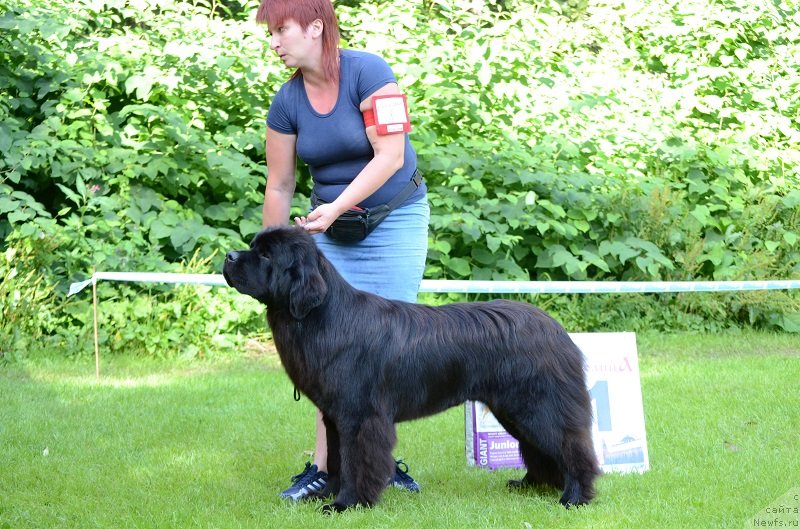 Фото: ньюфаундленд Терра Виктория Богемная Львица