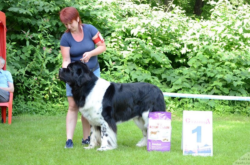 Фото: ньюфаундленд Энджелс Кипер Нибелунг (Angels Keeper Nibelung)