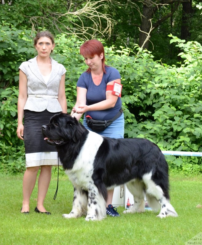 Фото: ньюфаундленд Энджелс Кипер Нибелунг (Angels Keeper Nibelung)