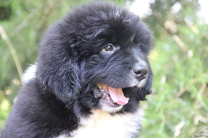 Фотография № 228460