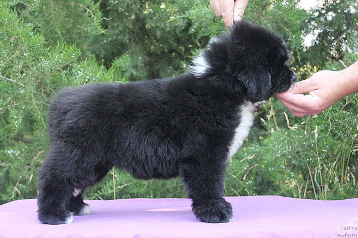 Фотография № 228462