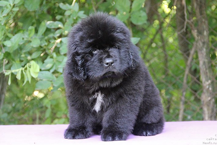 Фотография № 228465