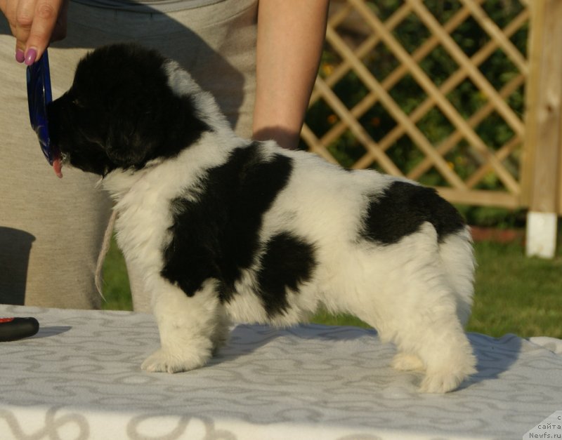 Фото: ньюфаундленд Сноу Викинг Бэмби