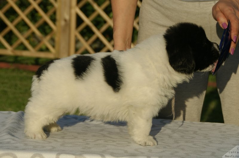 Фото: ньюфаундленд Сноу Викинг Бэмби