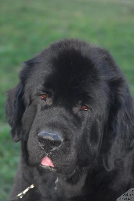 Фото: ньюфаундленд Сент Джонс Жанна Д'Арк (Sent Djons Zanna D'Ark)