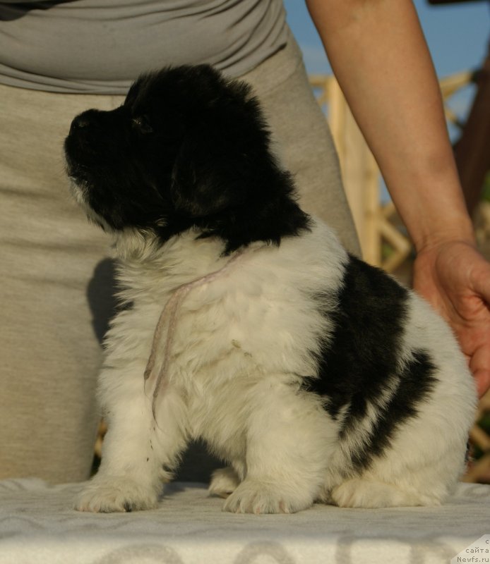 Фото: ньюфаундленд Сноу Викинг Бэмби