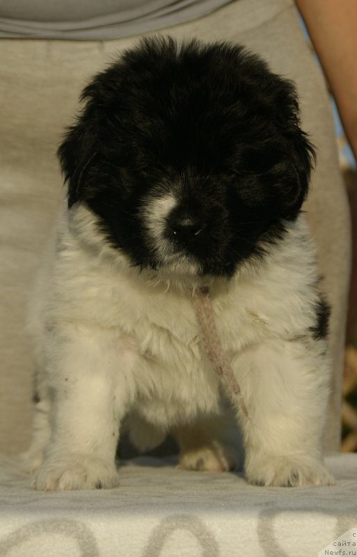 Фото: ньюфаундленд Сноу Викинг Бэмби