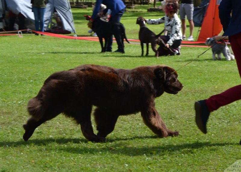 Фото: ньюфаундленд Браунблад МСК Альпина Гуардиан Соул (Brownblood MSK Alpina Guardian Soul)
