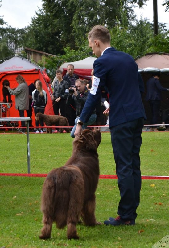 Фото: ньюфаундленд Браунблад МСК Альпина Гуардиан Соул (Brownblood MSK Alpina Guardian Soul)