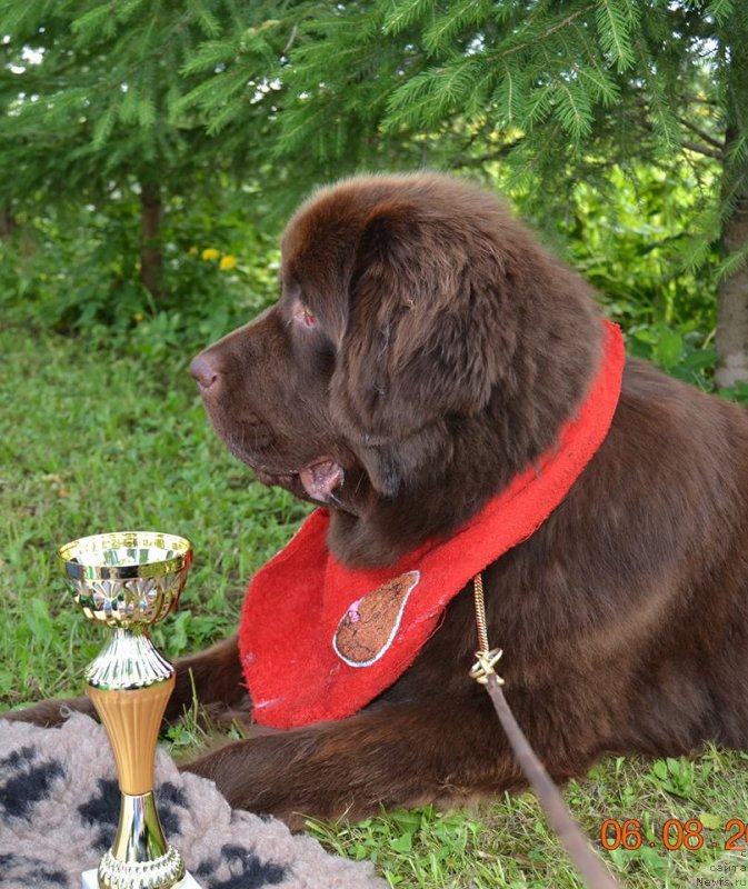 Фото: ньюфаундленд Браунблад МСК Альпина Гуардиан Соул (Brownblood MSK Alpina Guardian Soul)
