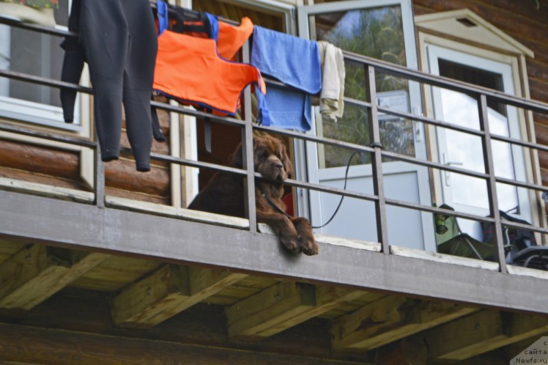 Фото: ньюфаундленд Николь Голд Стар (Nikol Gold Star)