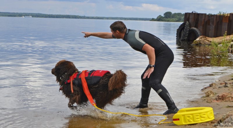 Фото: ньюфаундленд Чара Хани Лес (Chara Hani Les), Александр Черванёв