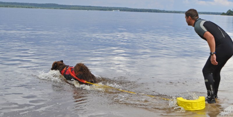 Фото: ньюфаундленд Чара Хани Лес (Chara Hani Les), Александр Черванёв