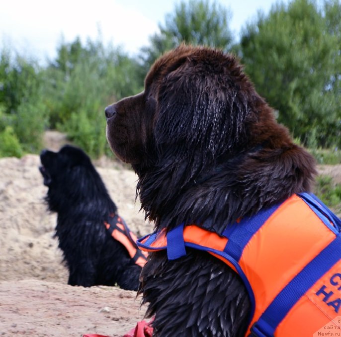 Фото: ньюфаундленд Николь Голд Стар (Nikol Gold Star)