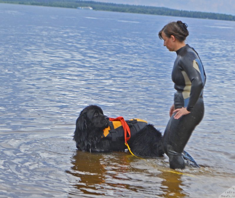 Фото: ньюфаундленд Ланкастер