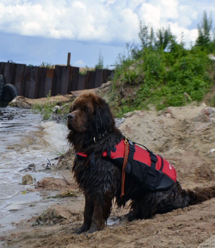Фото: ньюфаундленд Чара Хани Лес (Chara Hani Les)