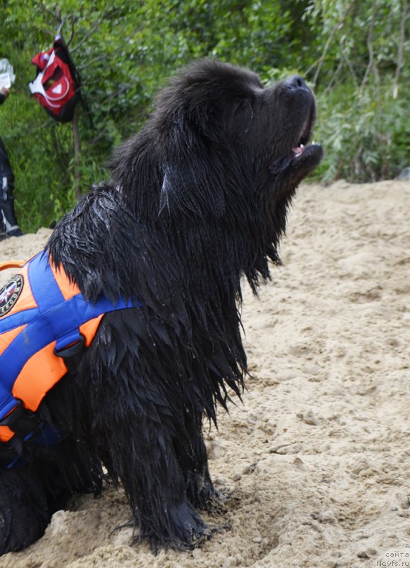 Фото: ньюфаундленд Мелти Вейв Марин Тифея (Melty Wave Marine Tifeya)