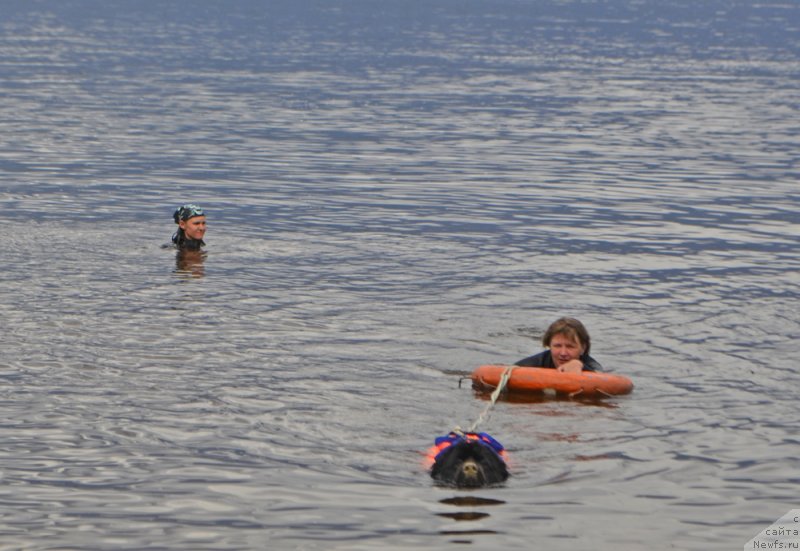 Фото: ньюфаундленд Русская Красавица Нюра