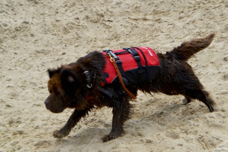 Фото: ньюфаундленд Чара Хани Лес (Chara Hani Les)