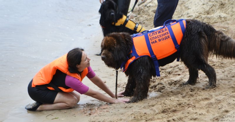 Фото: ньюфаундленд Николь Голд Стар (Nikol Gold Star), Юлия Демидова