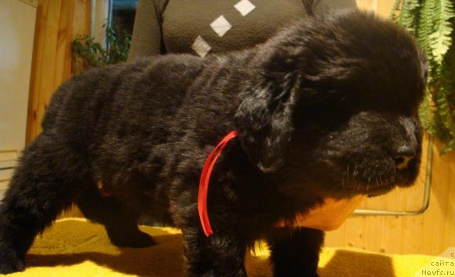 Фото: ньюфаундленд Маг Исполин Игрунья (Mag Ispolin Igrunia)