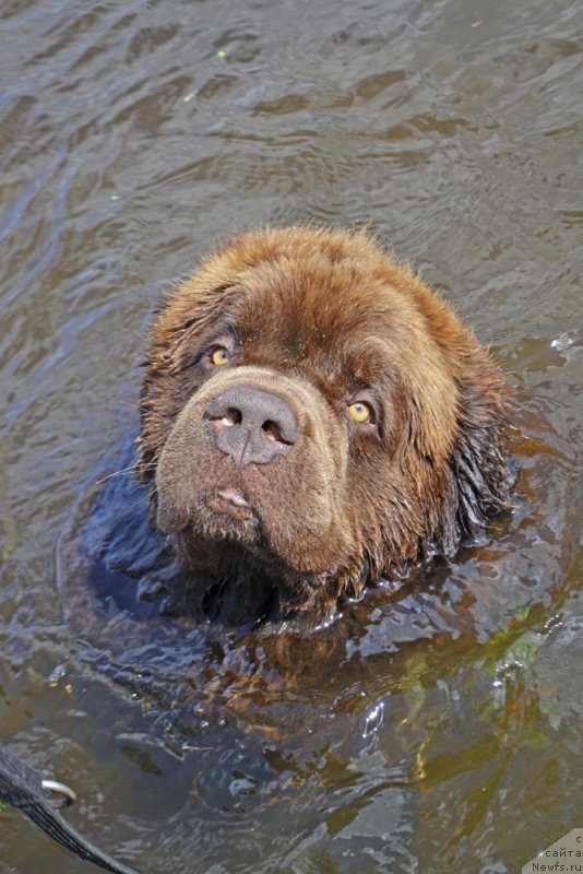Фото: ньюфаундленд Чарли Де Бест Хелфи Пэл (Charli The Best Helfi Pel)