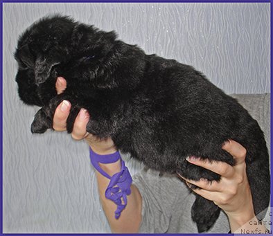 Фотография № 228493