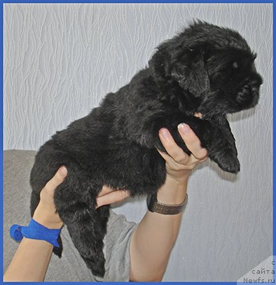 Фото: ньюфаундленд Чёрный Квадрат из Племени Кедра