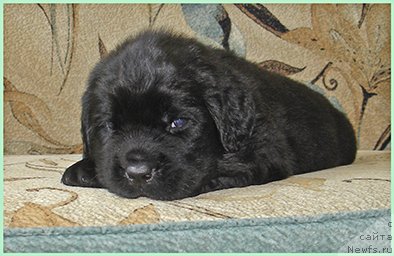 Фотография № 228499