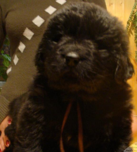 Фото: ньюфаундленд Маг Исполин Игрунья (Mag Ispolin Igrunia)