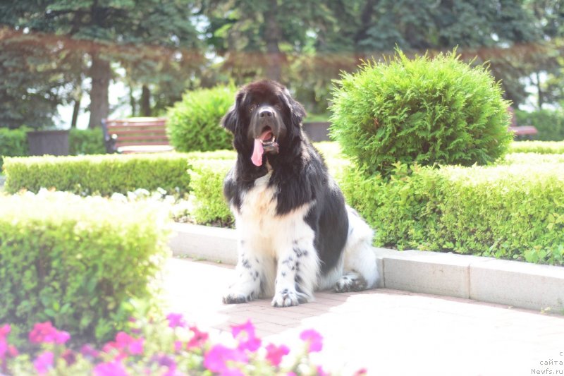 Фото: ньюфаундленд Плюшевая Панда Ферреро Ронд Нуар (Plushevaya Panda Ferrero Rond Noir)