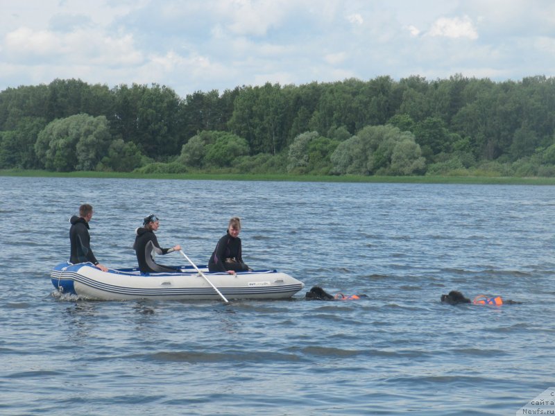 Фото: ньюфаундленд Мелти Вейв Марин Тифея (Melty Wave Marine Tifeya), ньюфаундленд Дюрбахлер Клаб Альфаретта Виньетта