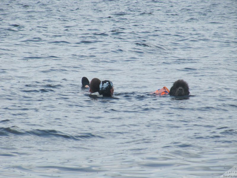 Фото: ньюфаундленд Дюрбахлер Клаб Альфаретта Виньетта