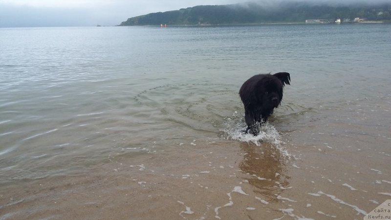 Фото: ньюфаундленд Супер Премиум Мерлин Монро