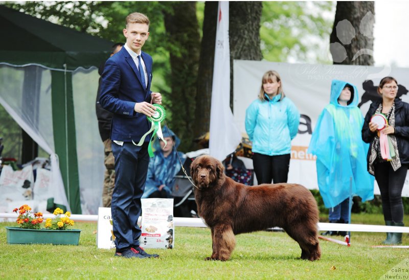 Фото: ньюфаундленд Браунблад МСК Альпина Гуардиан Соул (Brownblood MSK Alpina Guardian Soul)
