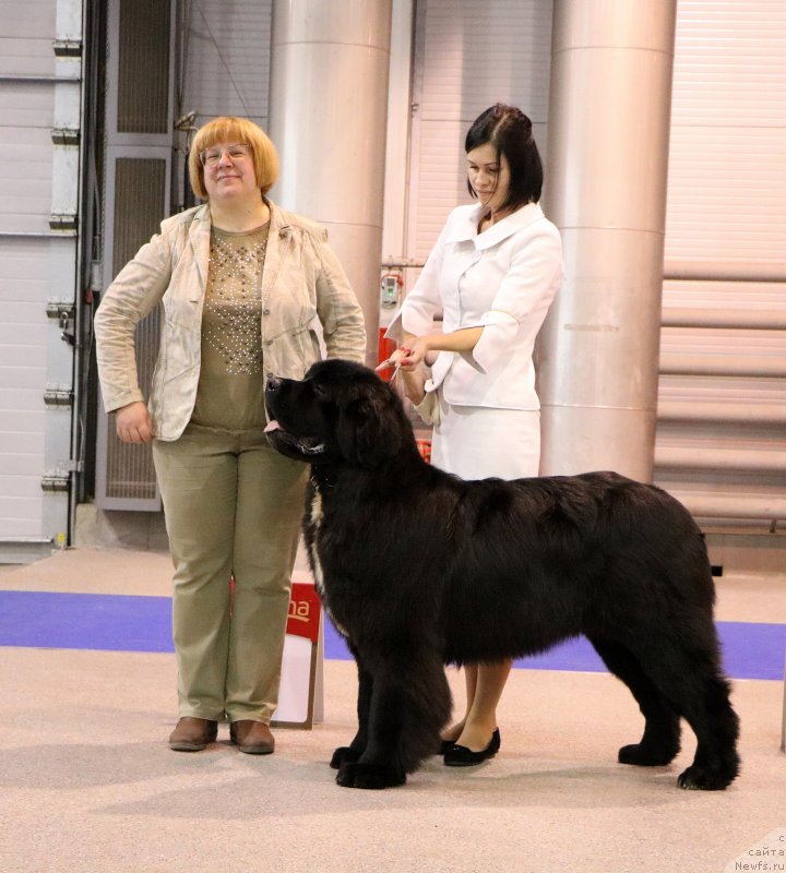 Фото: ньюфаундленд Corporevaill Dom Perignon