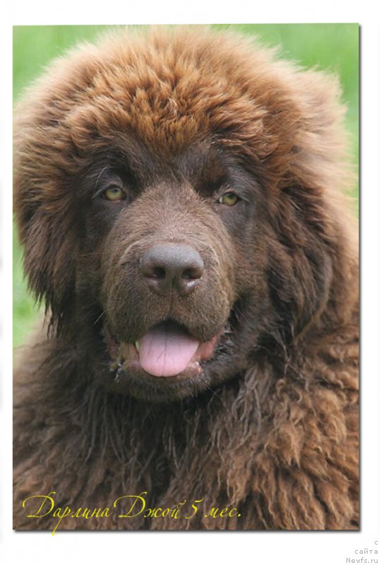 Фото: ньюфаундленд Браунблад МСК Дарлина Джой (Brownblood MSK Darlina Joy)
