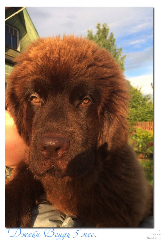 Фото: ньюфаундленд Браунблад МСК Джейн Венди