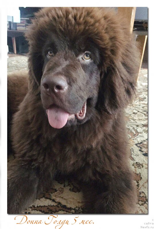 Фото: ньюфаундленд Браунблад МСК Донна Голди
