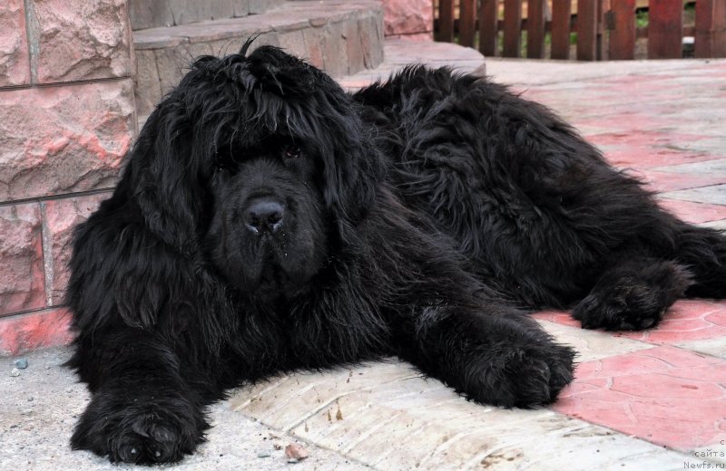 Фото: ньюфаундленд Эксклюзив Коннэкшен Венеция