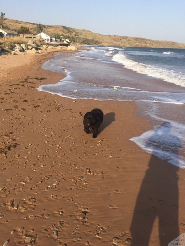 Фото: ньюфаундленд Хьюи Льюис Хэмилтон