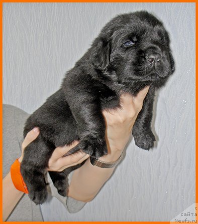 Фотография № 228534